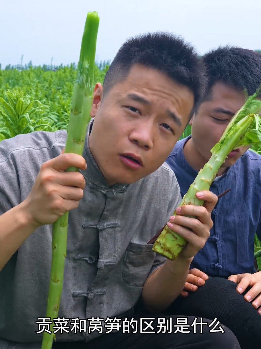 贡菜跟莴笋的区别是什么,你真的知道吗