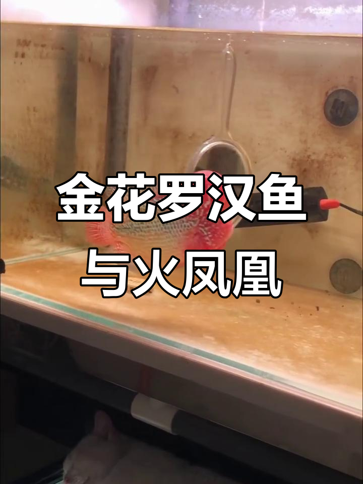 火凤凰与坦克体型金花罗汉鱼大揭秘