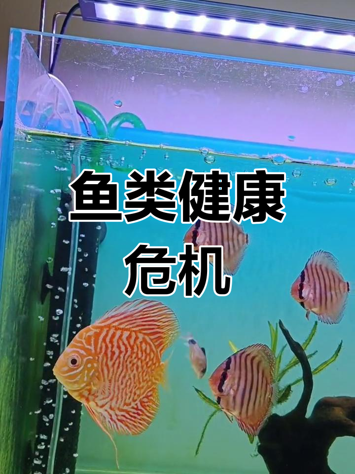 金波子因头洞病离世,七彩神仙鱼也遭内寄困扰