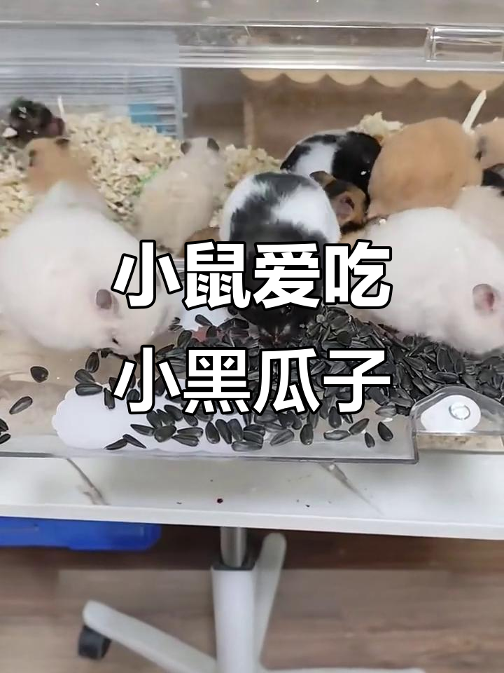 小黑瓜子:小鼠最爱的小零食,减少笼子咬痕
