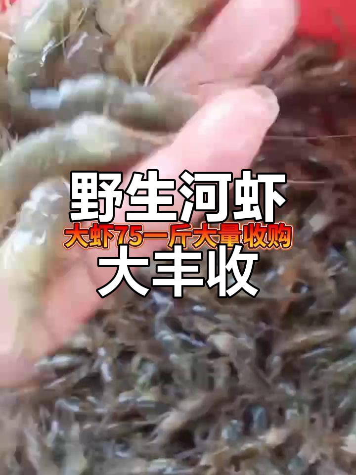 纯野生河虾丰收,75元一斤大量收购