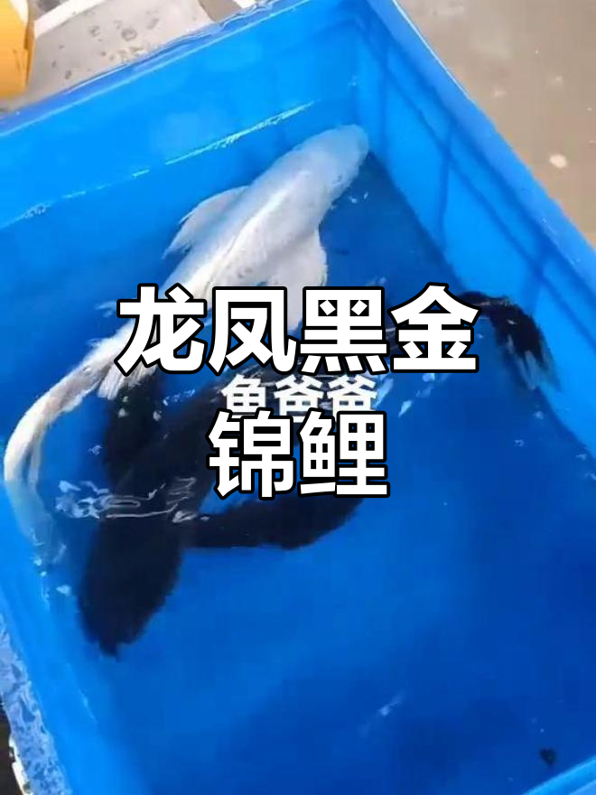 30公分龙凤黑金锦鲤,全身无杂色,尾巴超大!