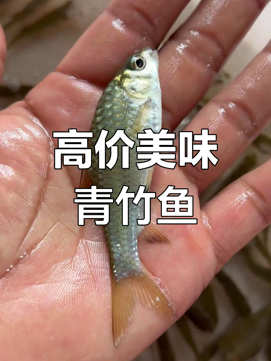广西青竹鱼:名贵淡水鱼类