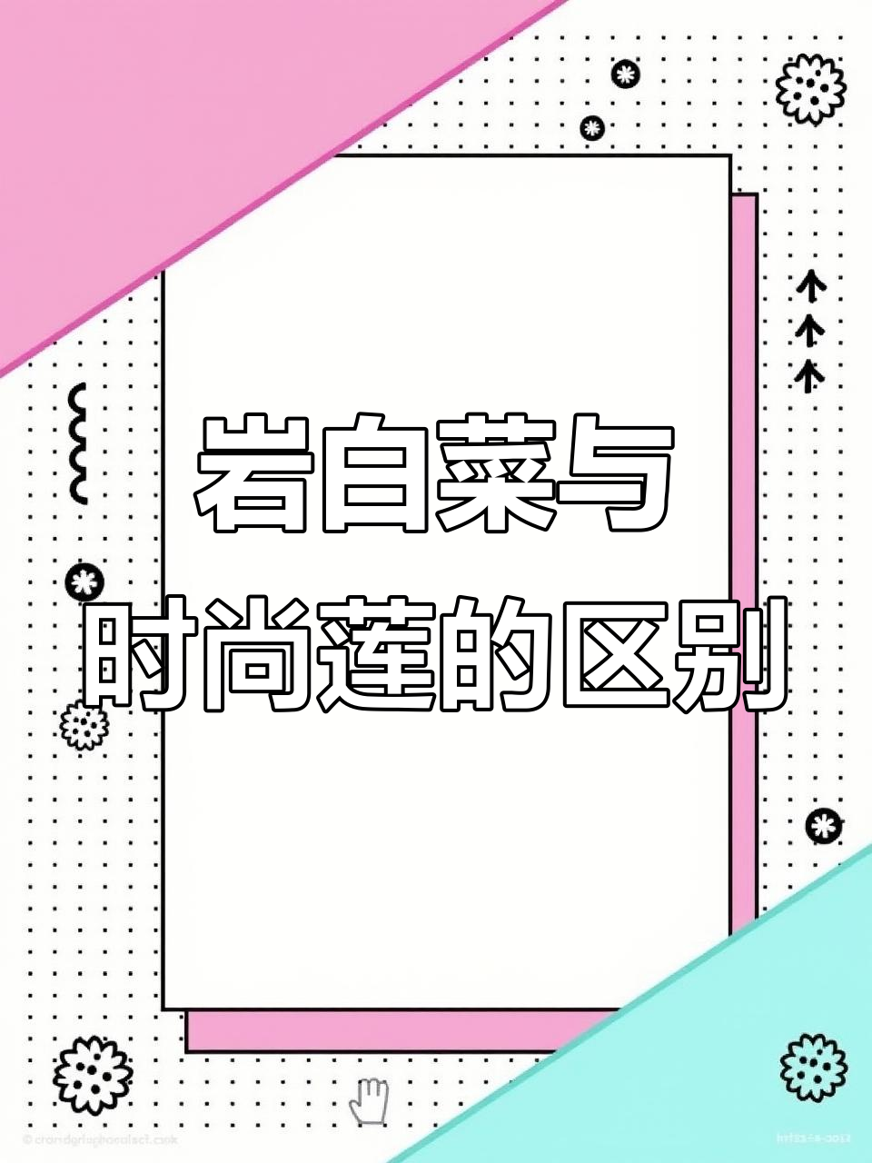 紫色花朵的岩白菜,误以为是时尚莲?