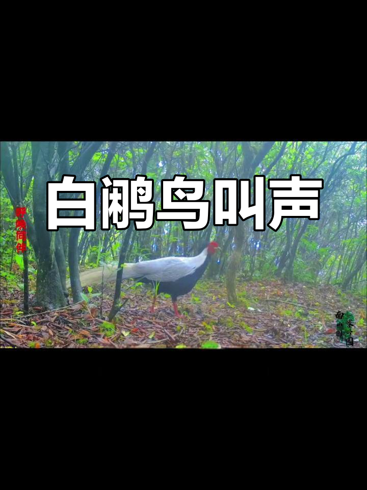 白鹇鸟的呼唤与警惕