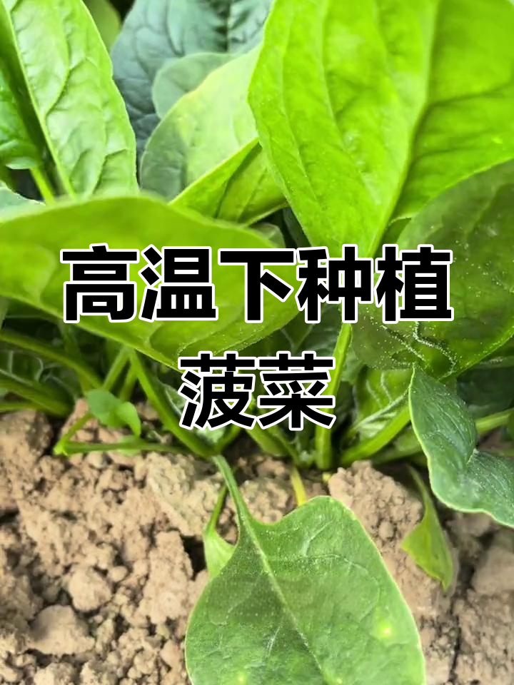 夏季高温也能种菠菜,3天发芽,叶片翠绿营养丰富