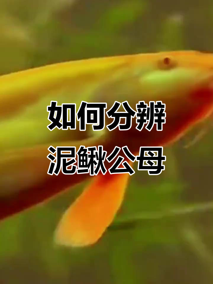 泥鳅公母分辨技巧,野生与养殖有何不同?