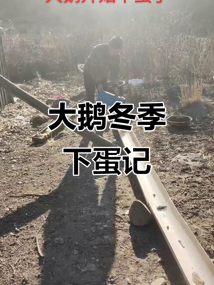 辛辛苦苦喂了一冬天,大鹅终于开始下蛋了!