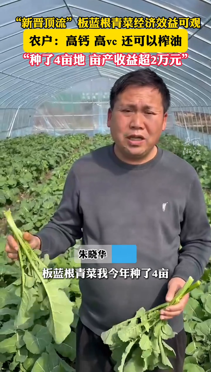 “新晋顶流”板蓝根青菜经济效益可观,农户:亩产收益超2万元