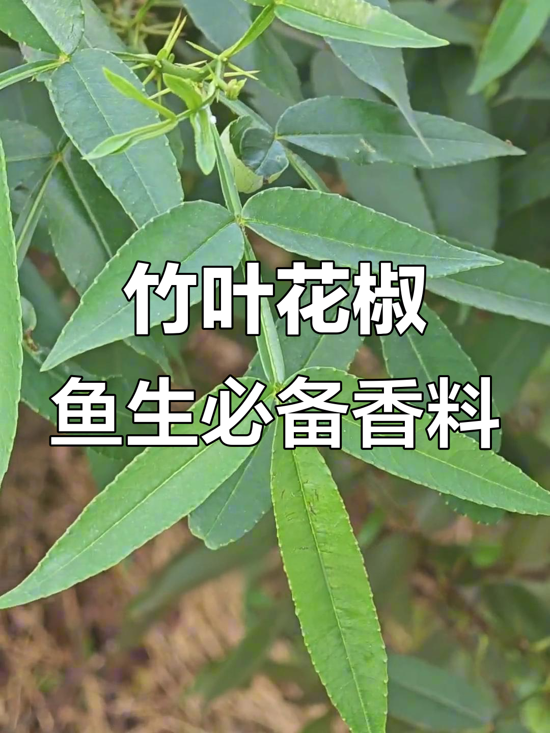 你吃过这种香料吗?它竟然是竹叶花椒,用来做鱼生的秘密武器
