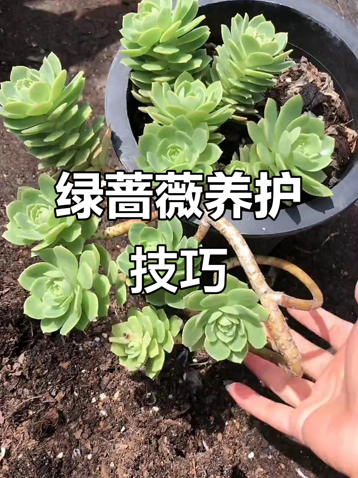 绿蔷薇多肉植物养护全攻略，如何让它更美？