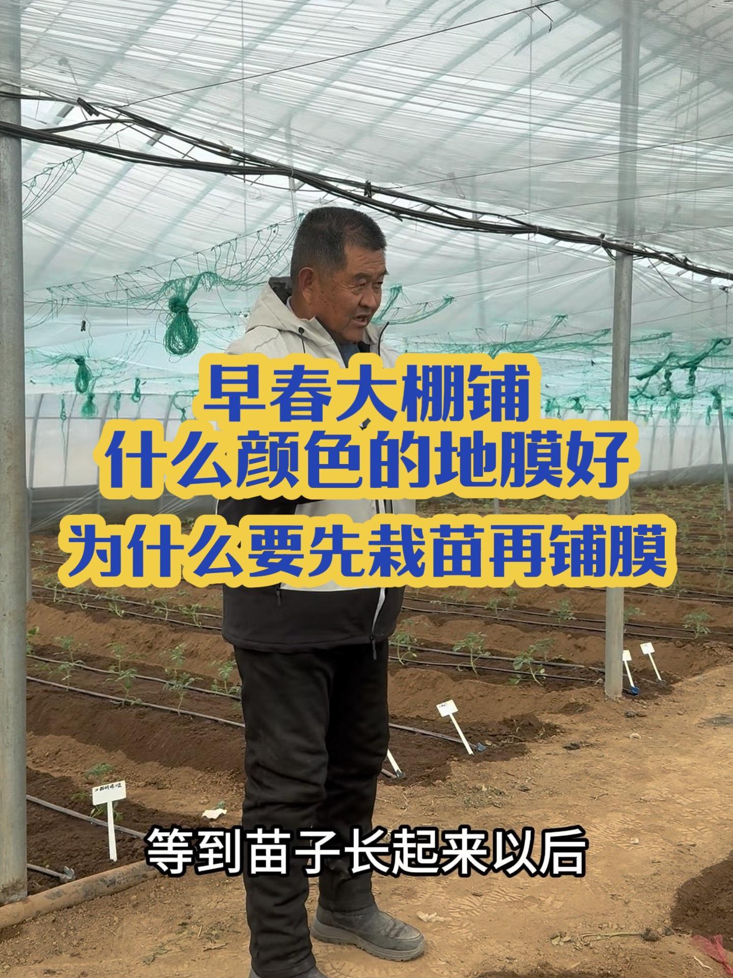 早春铺白底膜好!为什么?为什么要先栽苗再铺膜?全是干货!三农 种植大棚 蔬菜种植 生根壮苗