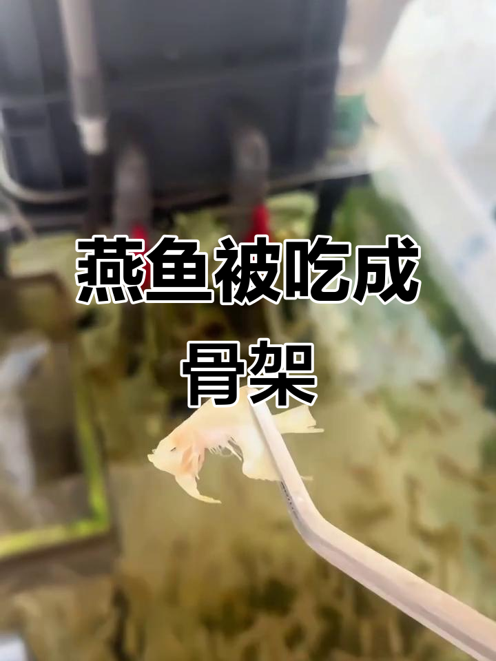 迷你鹦鹉太凶猛,药鱼误入隔离盒惨遭吞噬