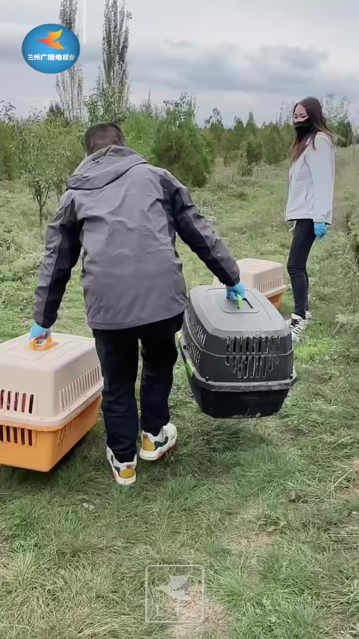 放归野生鸟类 维护生态平衡