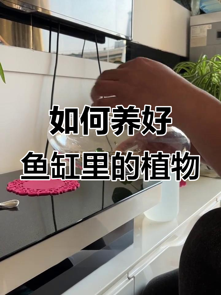 鱼缸造景植物养护技巧，吸水石镜面草如何搭配