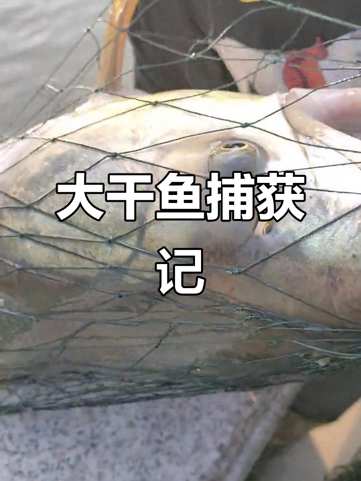 撒网捕鱼大作战，百斤巨型干鱼惊现！