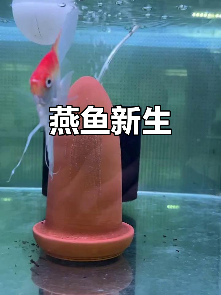 红魔鬼燕鱼产卵,首批孵化出几十个小生命!