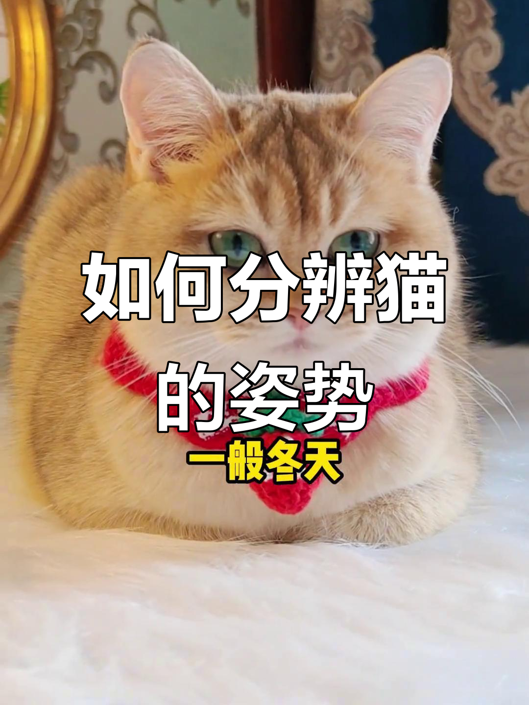 猫咪母鸡蹲是生病了吗?学会区分农民揣和母鸡蹲