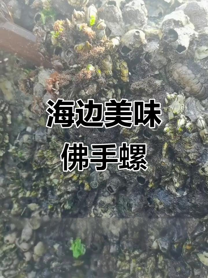 潮间带的美味佛手螺,采摘难度堪比极限挑战