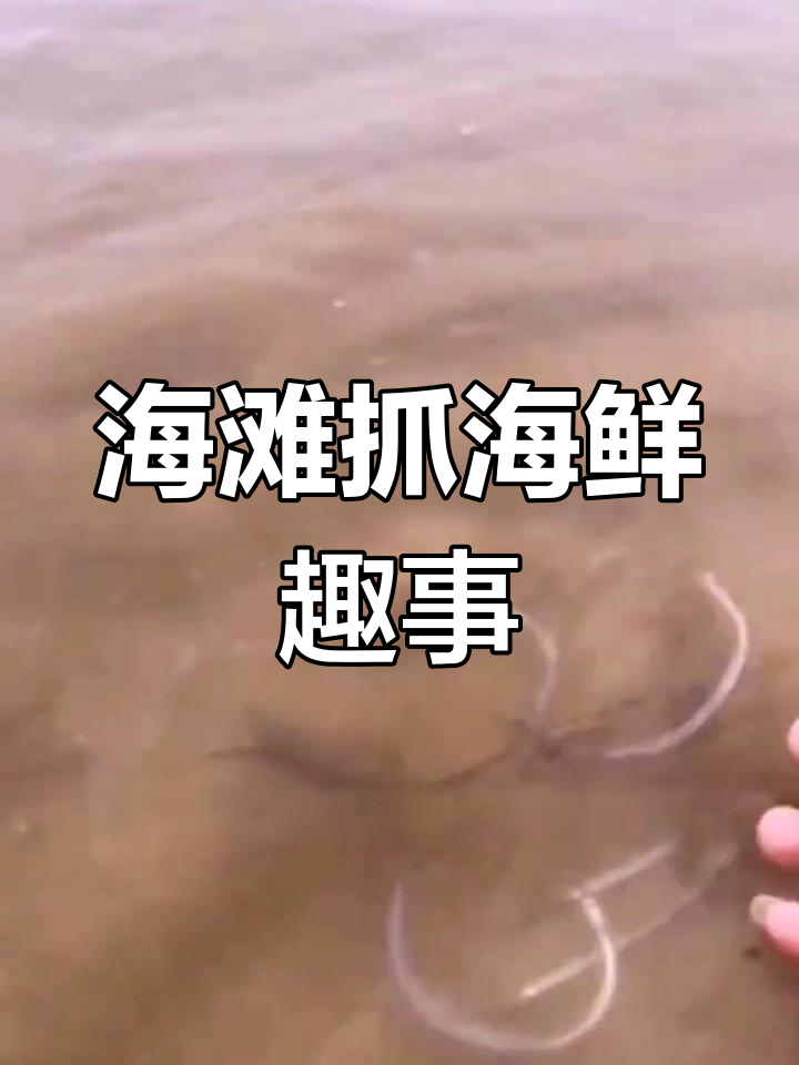 海滩捡到海龙鱼,珍贵药材回归大海