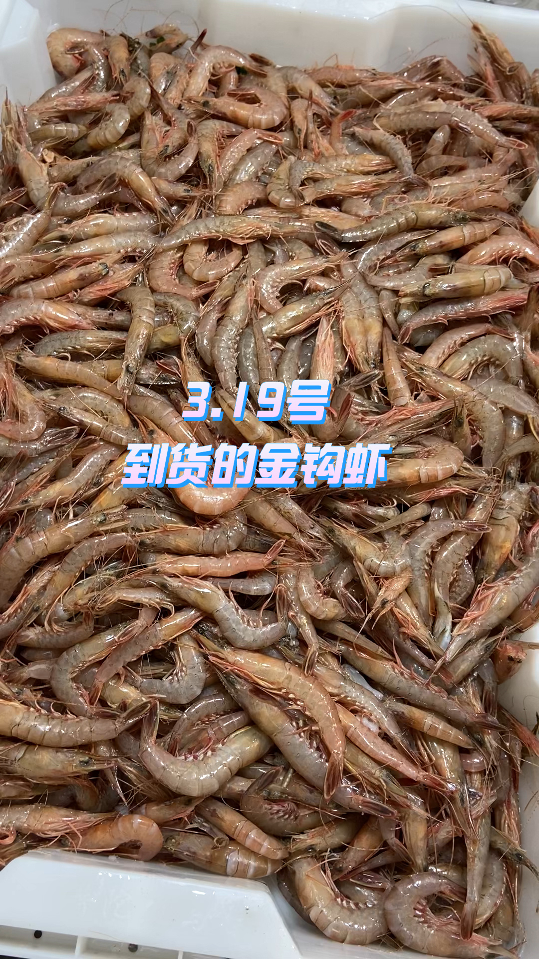 金钩虾「目前养殖不了的一种虾」