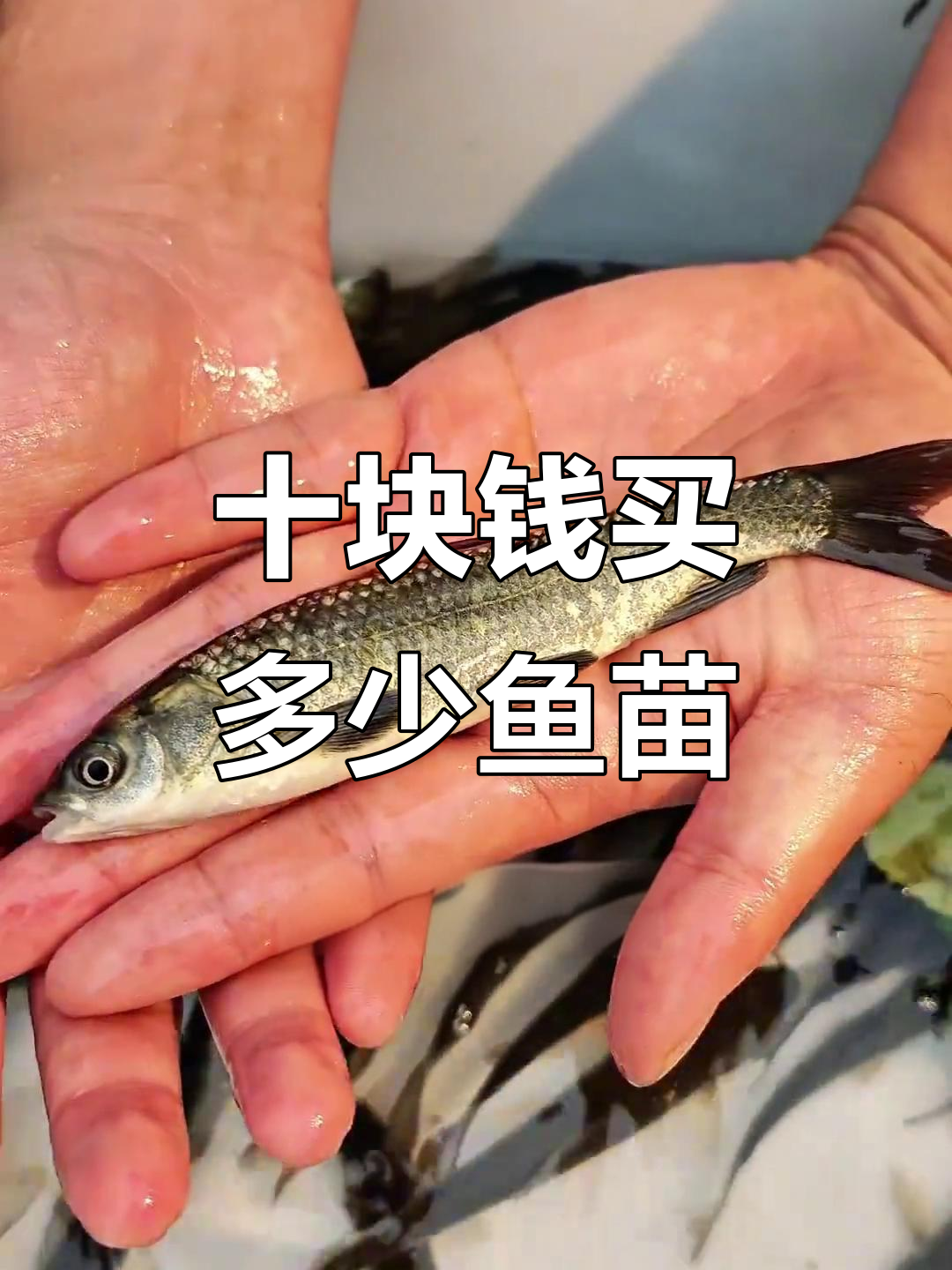10元挑战孵化场,能拿几斤鱼苗?