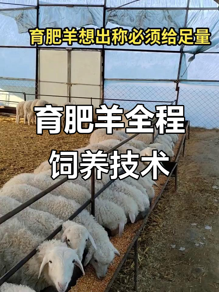 科学养殖育肥羊,全程带草精料喂养技巧分享