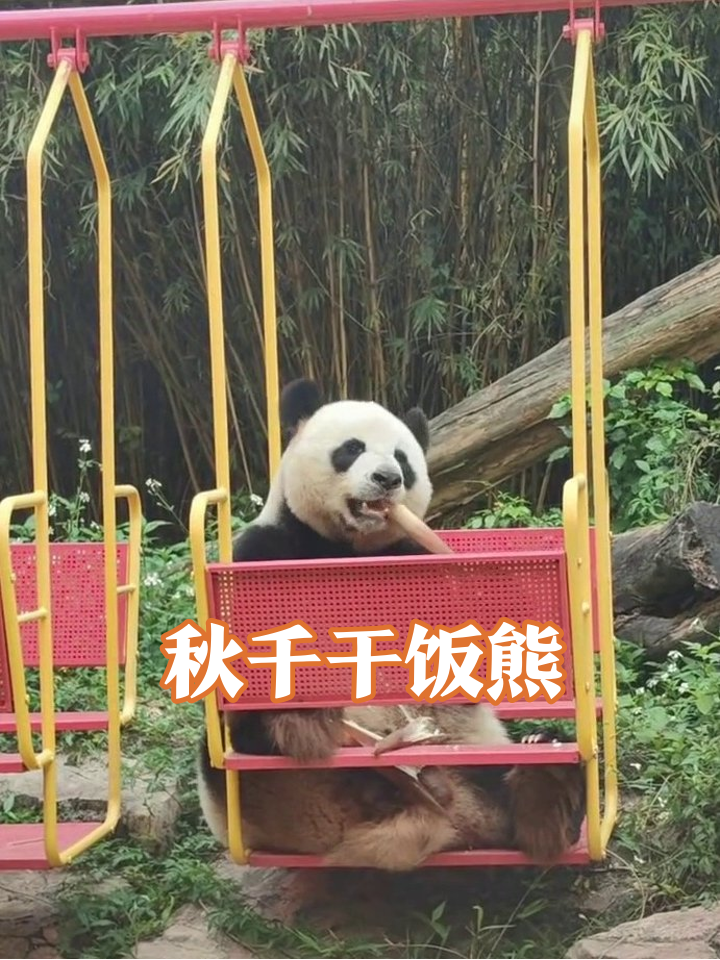 熊猫坐儿童秋千啃竹子,这坐姿比我摸鱼还嚣张