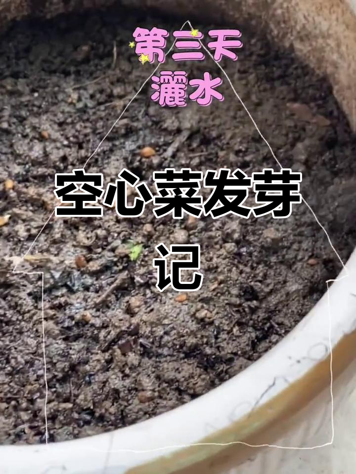阳台空心菜发芽全纪录,轻松学会种菜技巧