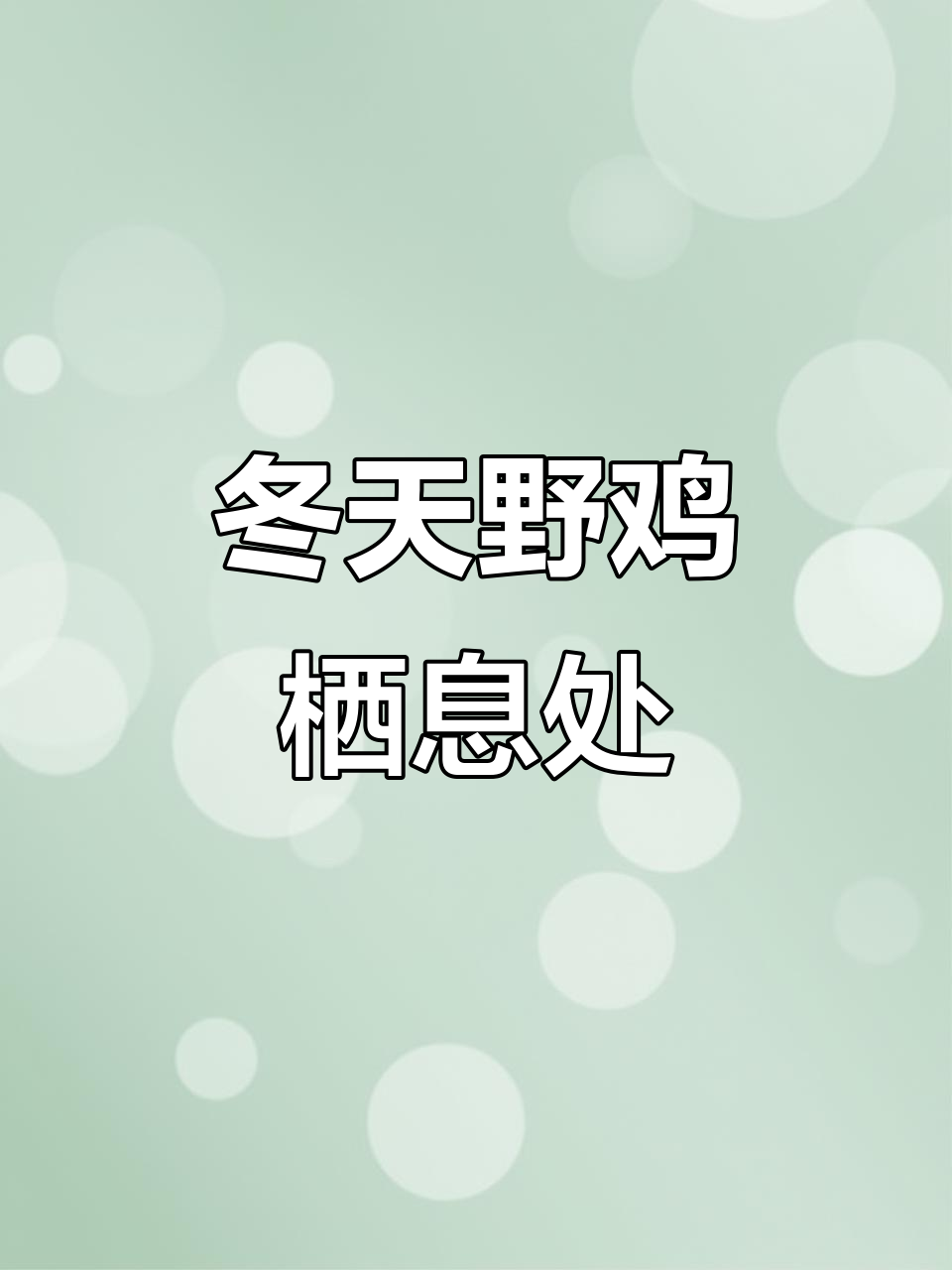 冬季野鸡藏身地大揭秘,雪地里觅食与休息的有趣画面