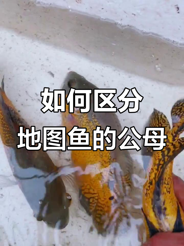 地图鱼公母辨别技巧，教你如何分辨性别