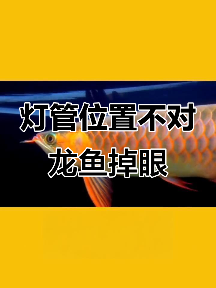 龙鱼掉眼真因揭晓:灯光调整不当才是元凶