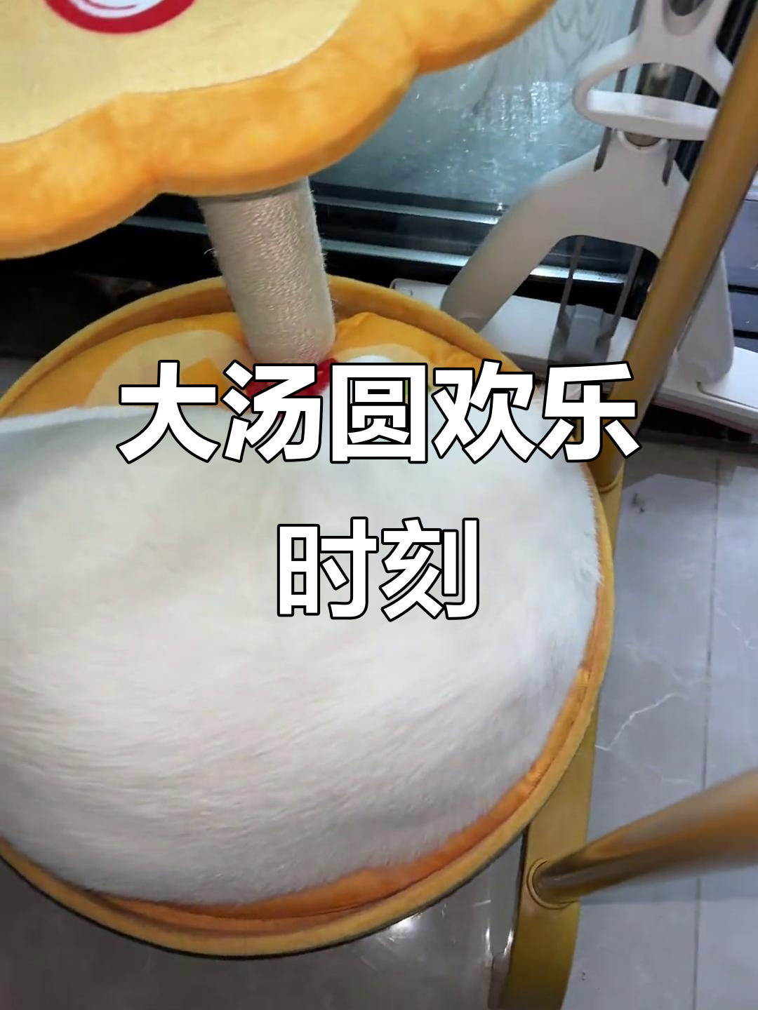灰灰变汤圆,欢欢三千多地方大爆笑