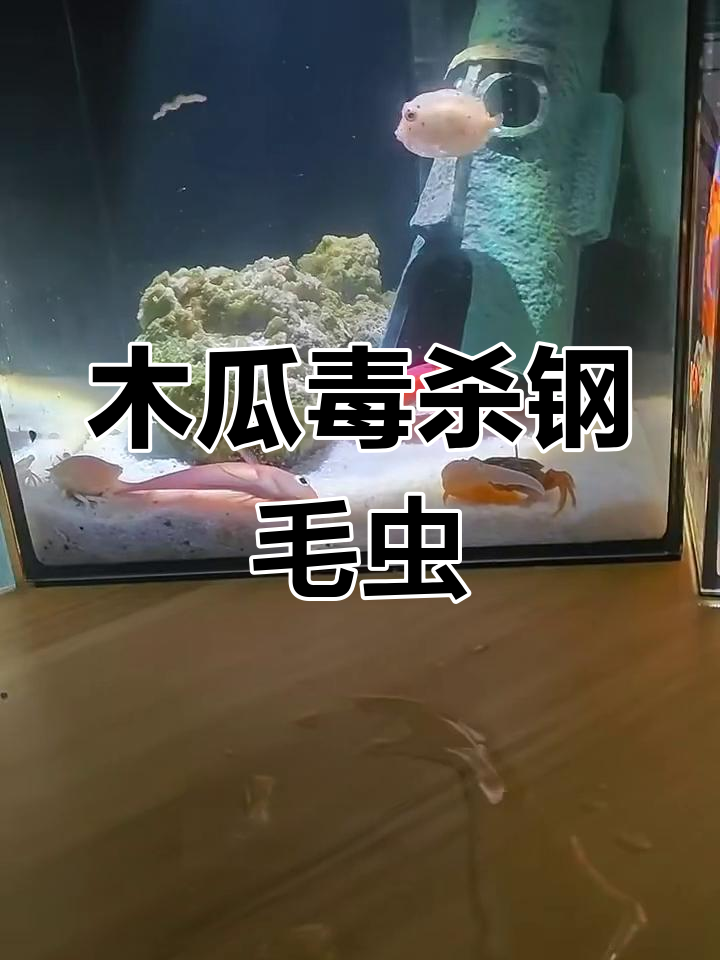木瓜竟能毒死钢毛虫,海金鱼还能救吗?