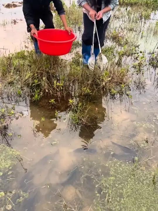 自从有了这个夹鱼器,再也不用花钱买鱼了!它就是传说中的赶海神器,只需走到海边,把腿分开,就
