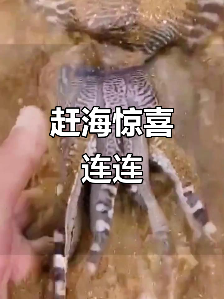 赶海抓海鲜,意外发现斑马大木鱼和海老鼠窝
