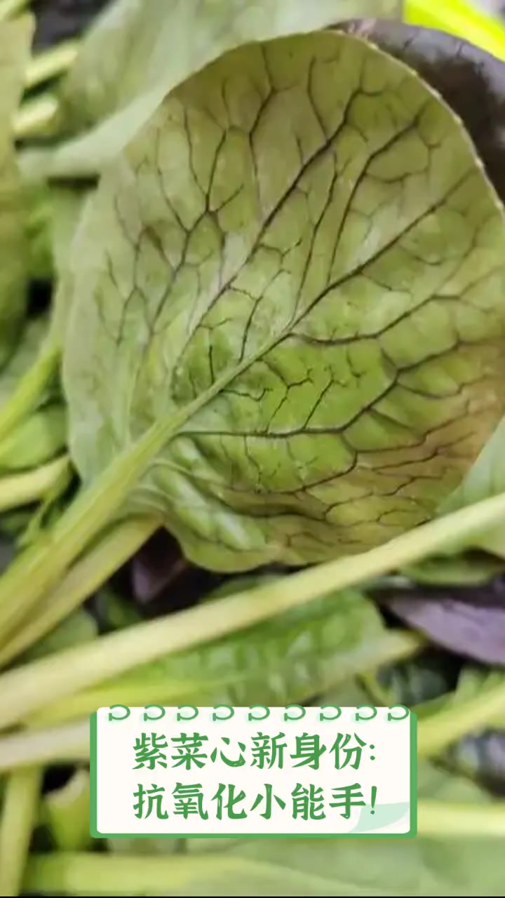 紫菜心新身份:抗氧化小能手!