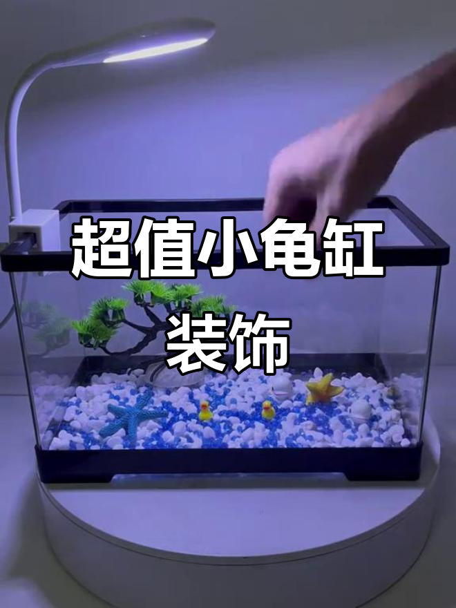 小巧乌龟缸造景,超便宜又美观