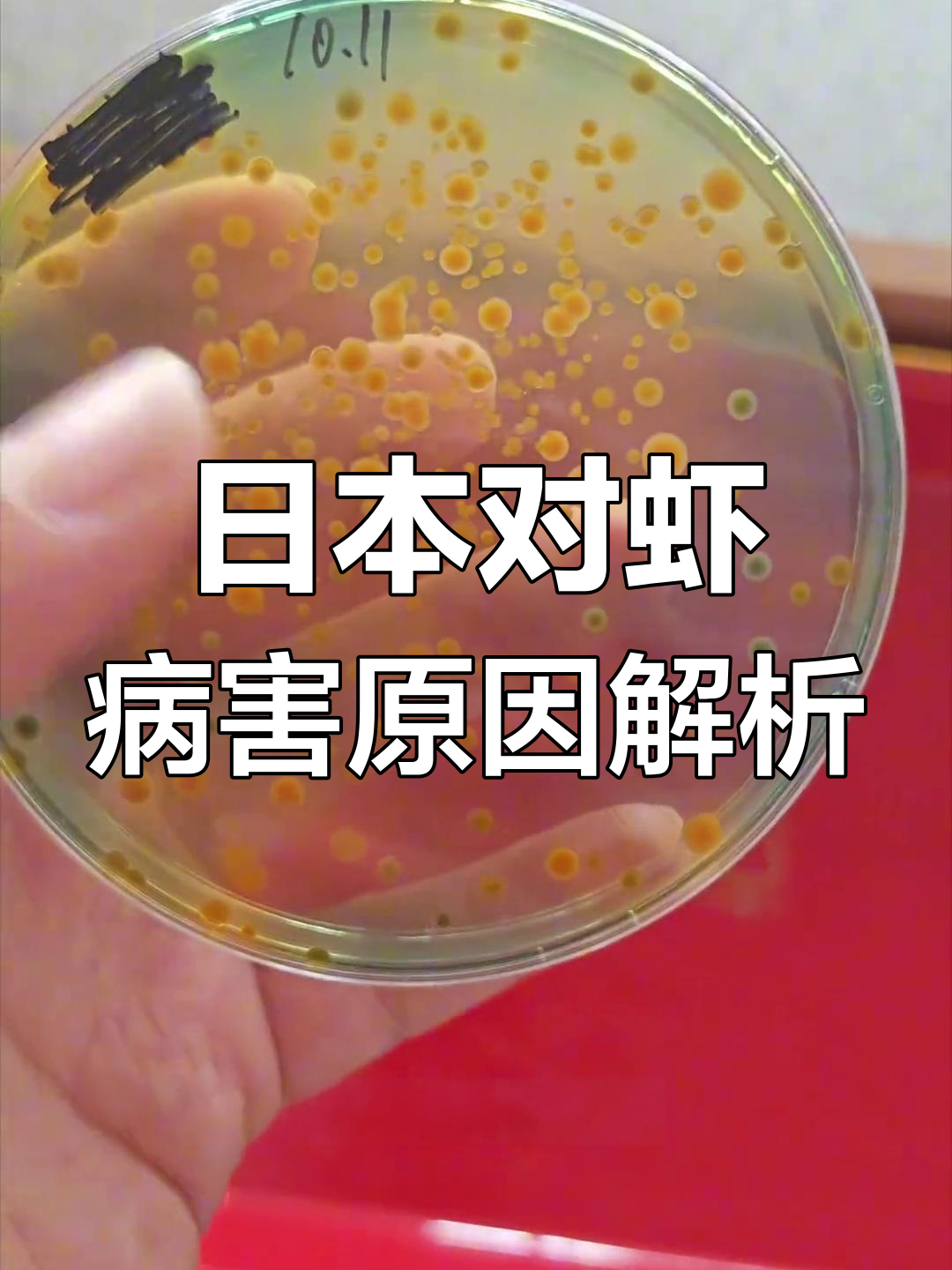 盲目消杀适得其反,日本对虾黑鳃烂鳃病因分析