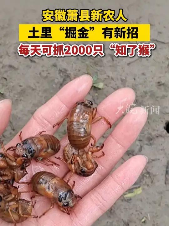 安徽萧县新农人,土里“掘金”有新招,每天可抓2000只“知了猴” 知了猴安徽dou知道新农