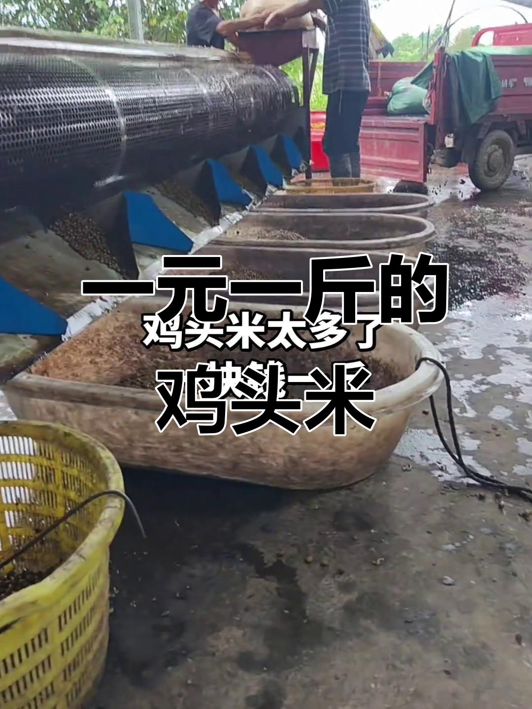 鸡头米滞销,一斤只需一元