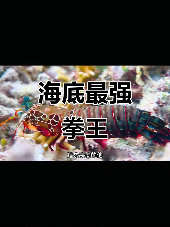 螳螂虾拳速超越F1,海底最强一击震撼登场!
