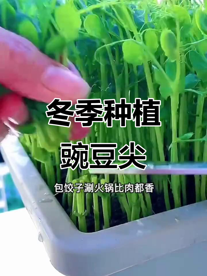冬季种豌豆尖，室内也能生长，一月收获三四茬新鲜蔬菜