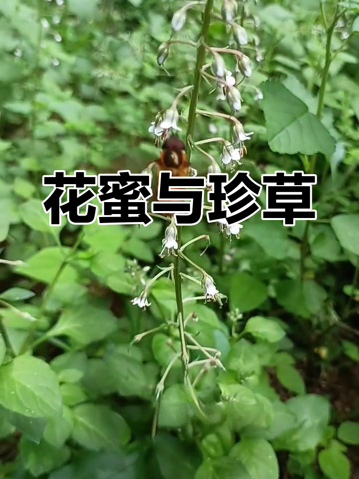 蜜蜂采蜜的植物,竟是长蕊珍珠菜!