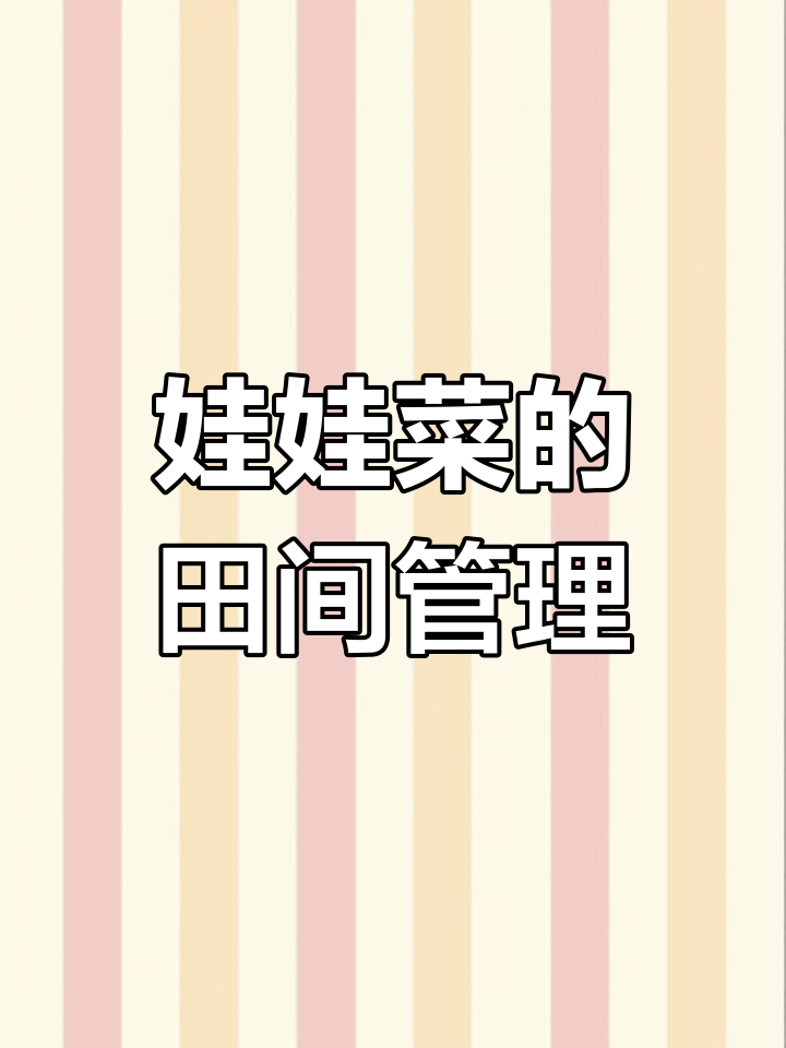 娃娃菜种植技巧:如何提高产量