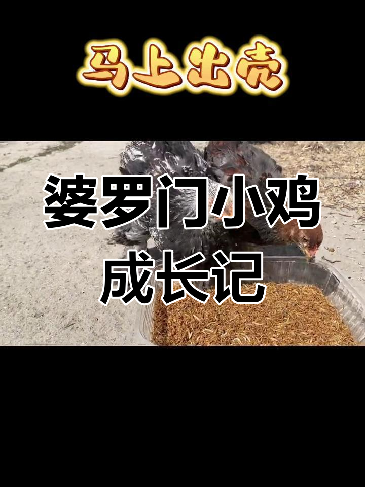 第三批孵化即将出壳,婆罗门小鸡形影不离
