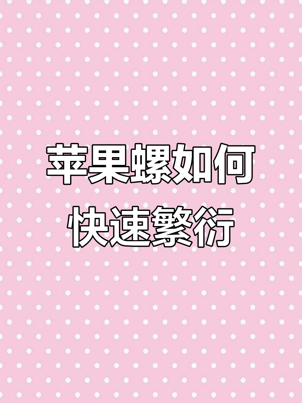 苹果螺繁殖大揭秘，轻松爆缸喂皇冠狗头