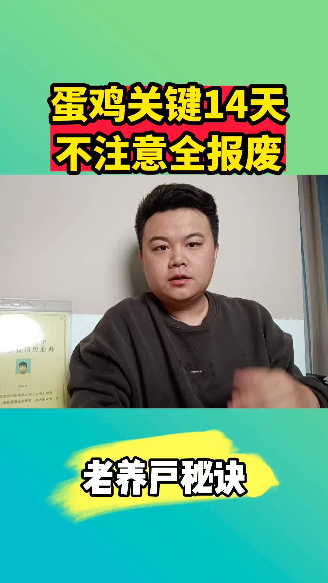 蛋鸡养殖 散养土鸡 养鸡技术 蛋鸡 养鸡场