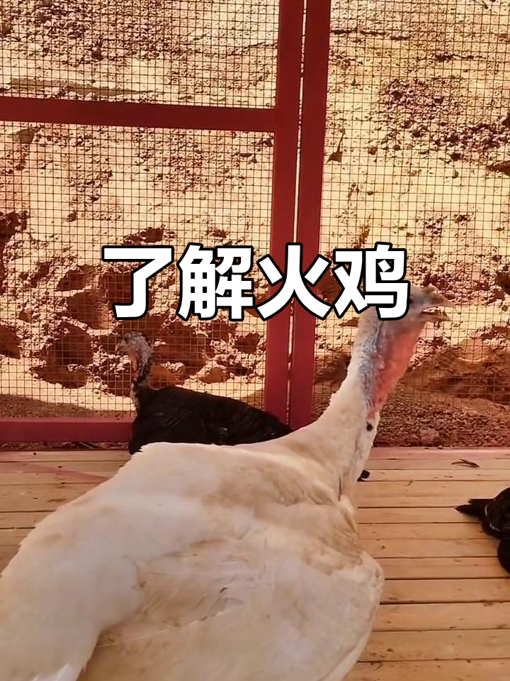 火鸡的起源与特性解析