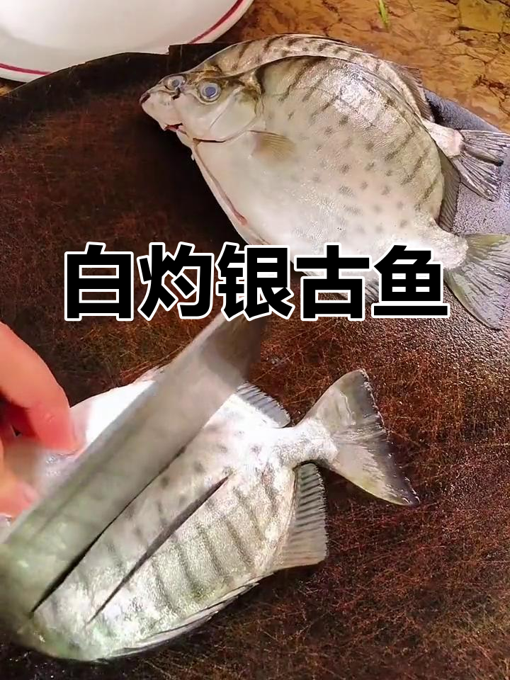 银古鱼白灼更美味,嫩滑鲜香,一试成主!